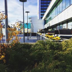 Plants by city against sky