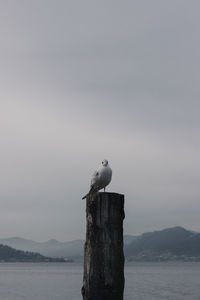 Seagull perching on wooden post in sea against sky