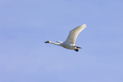 Low angle view of seagull flying in sky