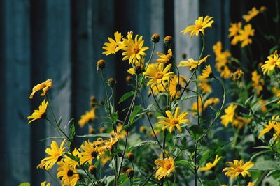 Close-up of yellow flowering plants