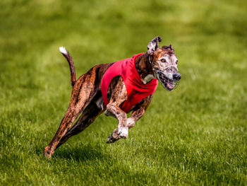 Close-up of dog running on grassy field