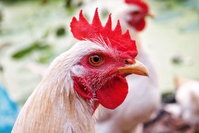 Close-up of rooster