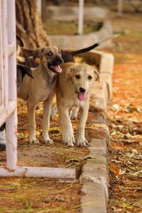 Portrait of dogs standing on land