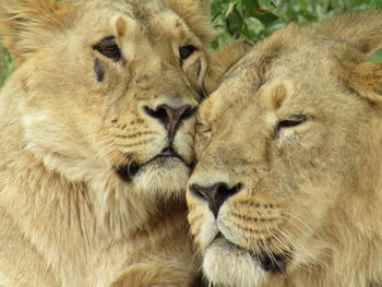 Close-up of cats