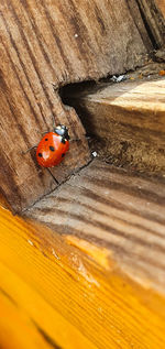 High angle view of ladybug on wood