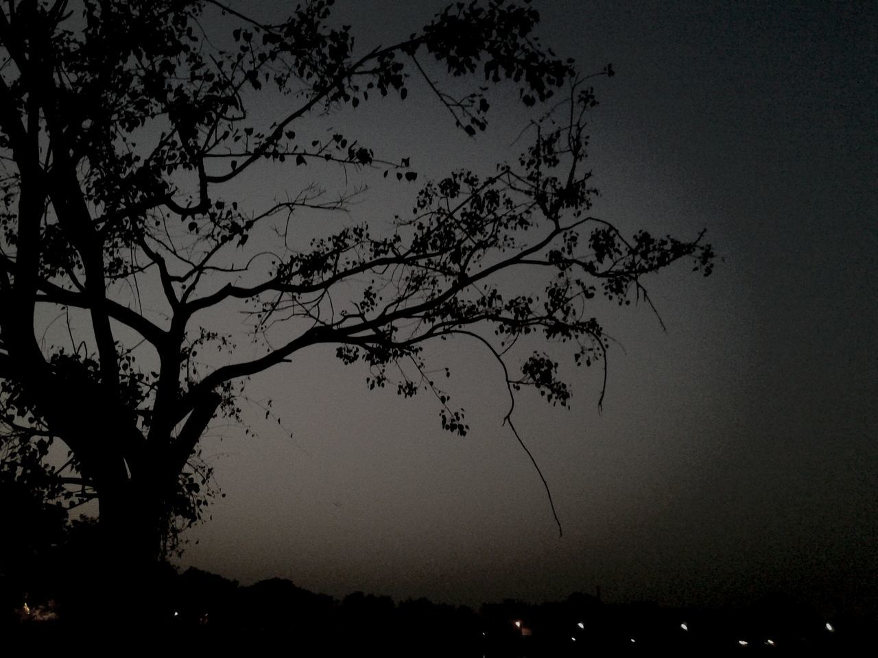 silhouette, tree, branch, tranquility, bare tree, beauty in nature, nature, sky, scenics, tranquil scene, dusk, night, growth, low angle view, dark, sunset, idyllic, outdoors, no people, clear sky