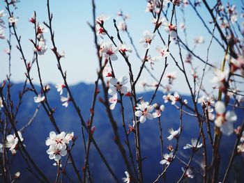 Cherry blossoms on sunny day