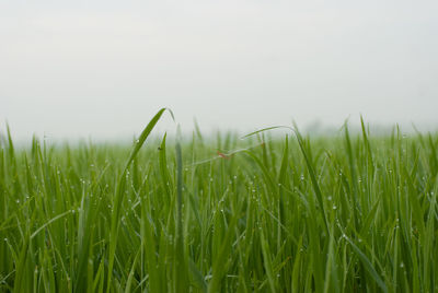 Close-up of crops growing on field against sky