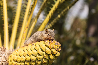 Close-up of squirrel eating pine cone