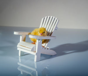 Close-up of yellow bird on table