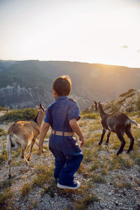 Boy a child of four years 4 walks with goats on a mountain in dagestan during sunset