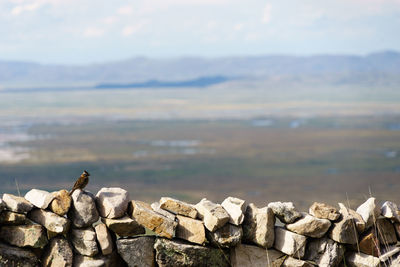 Bird on stone wall