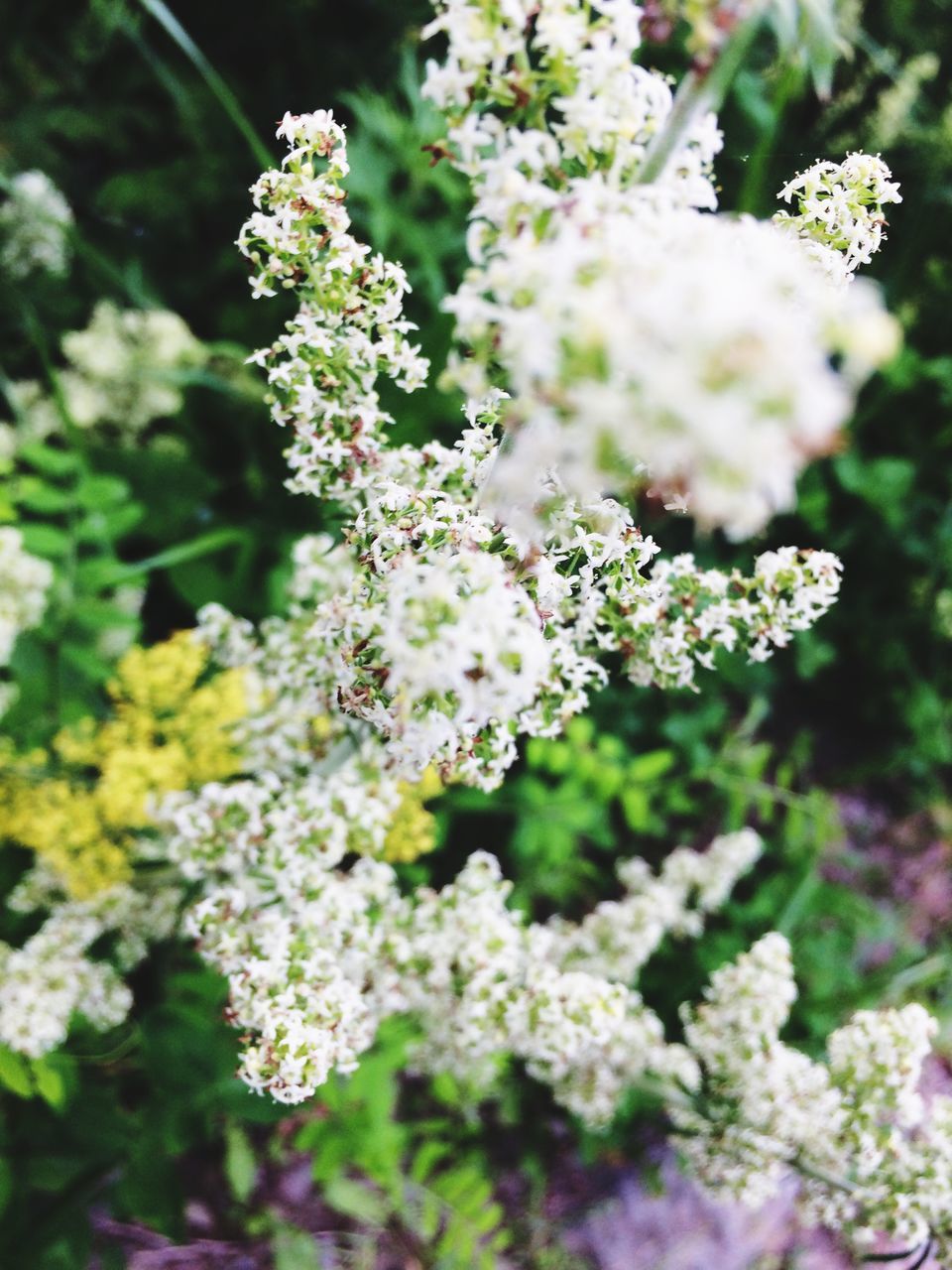 flower, flowering plant, beauty in nature, plant, growth, vulnerability, fragility, freshness, selective focus, day, nature, close-up, no people, white color, flower head, green color, outdoors, inflorescence, focus on foreground, high angle view, herb