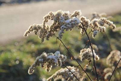 Close-up of spider web on plant