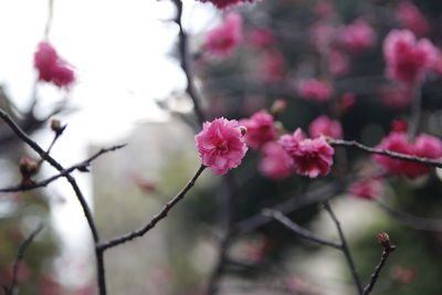 Close-up of pink cherry blossoms in spring