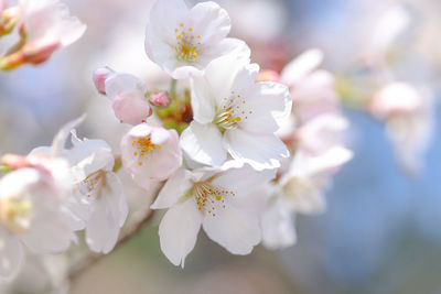 Close-up of white cherry blossoms