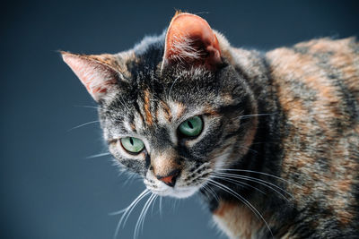 Close-up portrait of cat