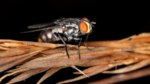 Close-up of fly on dry leaf