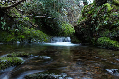 Scenic view of waterfall in forest