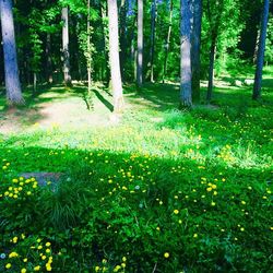 Trees growing in a park