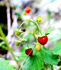 Close-up of strawberry growing on plant