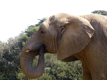 Close-up of african elephant by trees