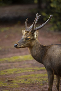 Close-up of deer standing on field