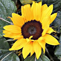 Close-up of sunflower