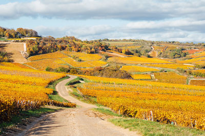 Dirt road amidst vineyards during autumn against sky