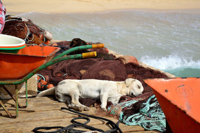 View of sheep on beach