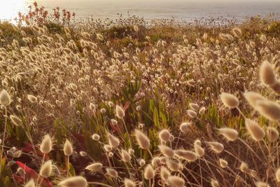 Close-up of flowering plants on field