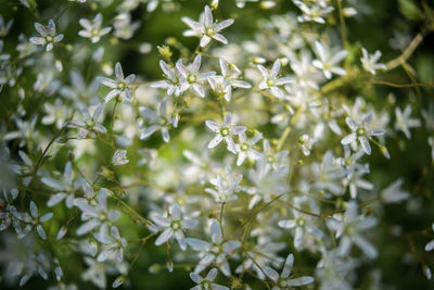 Flowers against blurred background