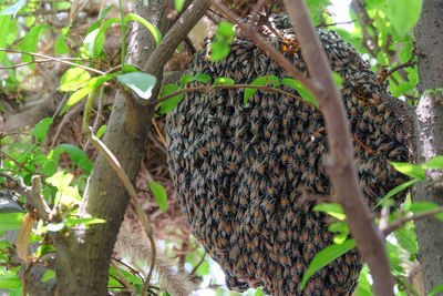 Close-up of bee on plant