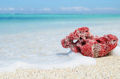 Close-up of seashell at beach