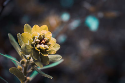 Close-up of yellow flowering plant