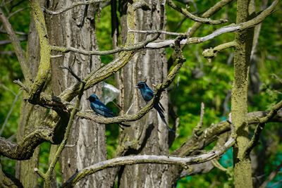 Bird perching on a tree