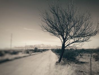 Close-up of bare tree on field during winter