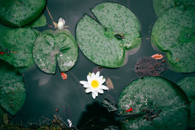 Close-up of lotus water lily in pond