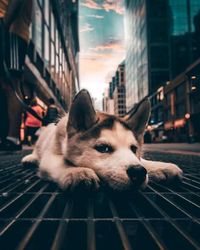 Close-up of a dog looking away