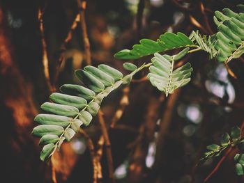 Close-up of fern leaves on field