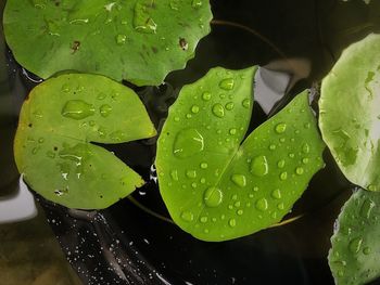 Close-up of water drops on leaves