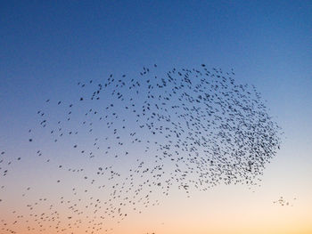 Low angle view of birds flying in sky