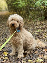 Labradoodle sitting in the woods in autumn 
