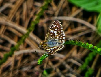 Close-up of butterfly on leaf