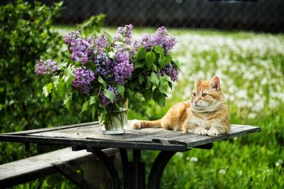 Cat sitting on wall