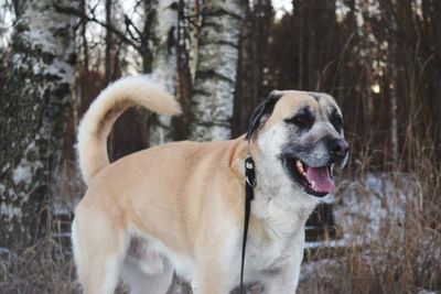 Close-up of dog in forest during winter