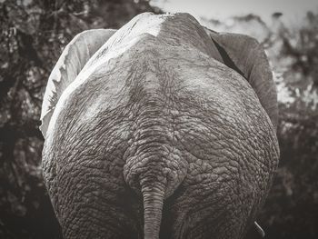 Close-up of elephant rear