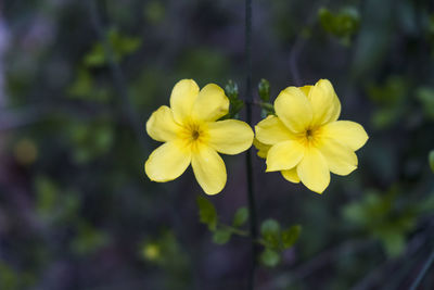 Close-up of yellow flowers blooming outdoors