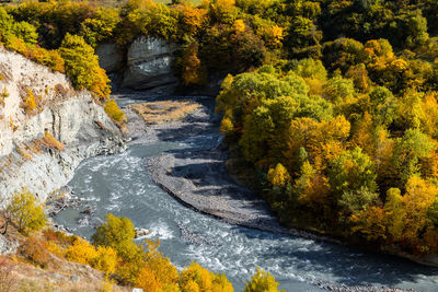 Scenic view of river amidst trees