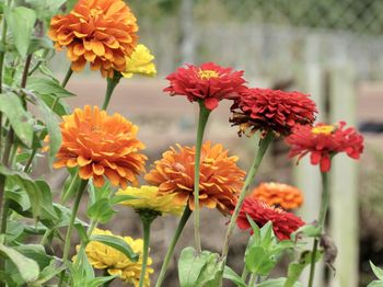 Close-up of red flowering plants